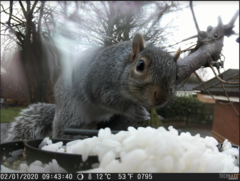 Sciurus carolinensis