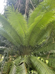 Cocos nucifera