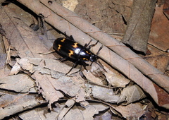Erotylidae