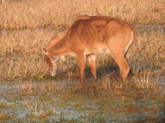 Boselaphus tragocamelus