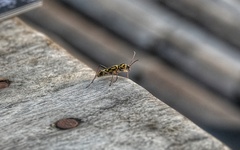 Chlorophorus annularis