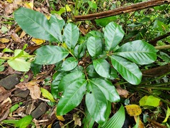 Aglaia rimosa