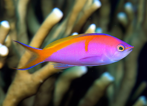 Bartlett's anthias (Pseudanthias bartlettorum) — Serranidae — 4