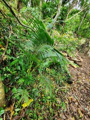 Calamus siphonospathus