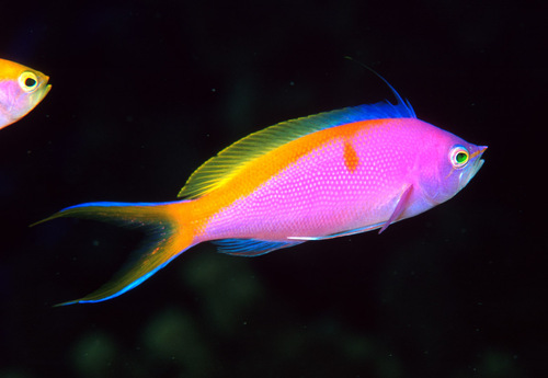 Bartletts juweelbaars (Pseudanthias bartlettorum) — Serranidae
