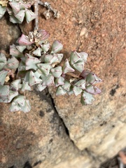 Oscularia deltoides