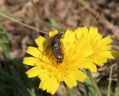 Chasmatopterus