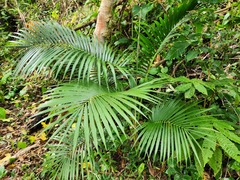 Calamus siphonospathus