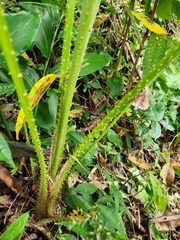 Calamus siphonospathus
