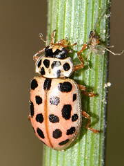 Anisosticta novemdecimpunctata