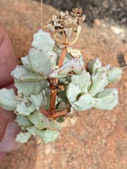 Oscularia deltoides