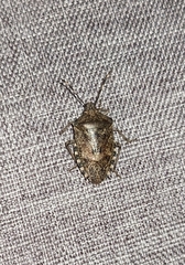 Rhaphigaster nebulosa