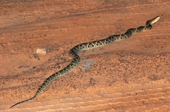Bothrops moojeni
