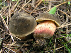 Xerocomellus pruinatus