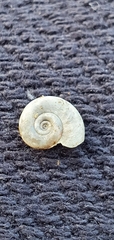 Gyraulus albus