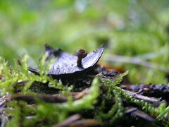 Ciboria rufofusca