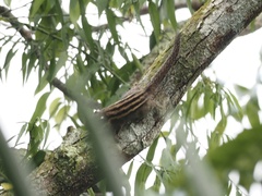 Tamiops mcclellandii