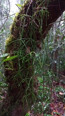 Rhipsalis