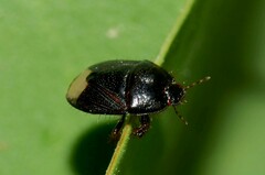 Microporus nigrita