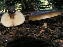 Melanoleuca cognata