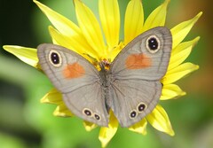 Cassionympha cassius