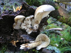 Pleurotus cornucopiae