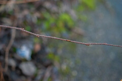 Betula pendula pendula