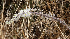 Drimia maritima