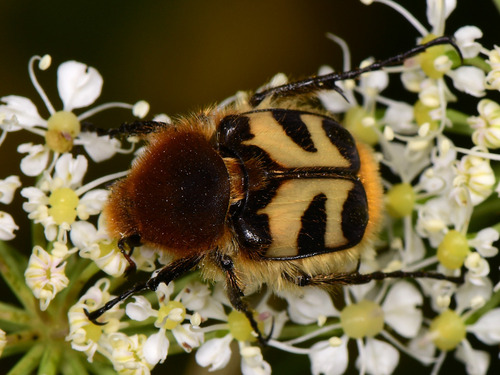 Eurasian Bee Beetle