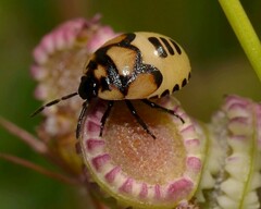 Tritomegas bicolor
