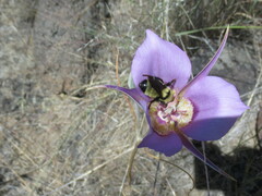 Bombus fervidus