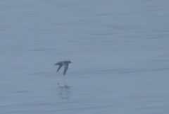 Ardenna tenuirostris