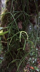 Rhipsalis