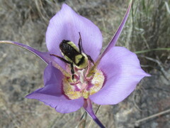 Bombus fervidus