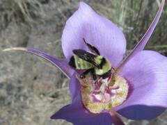 Bombus fervidus