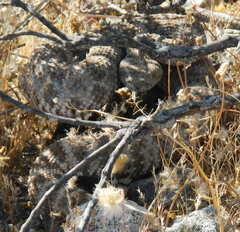 Crotalus pyrrhus