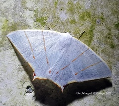 Ourapteryx margaritata