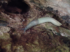 Limax cinereoniger