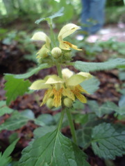 Lamium galeobdolon montanum