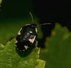 Tritomegas sexmaculatus