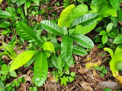 Psychotria cephalophora