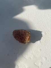 Aplidium stellatum