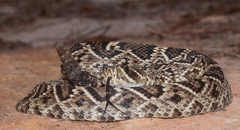 Crotalus adamanteus