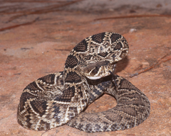 Crotalus adamanteus
