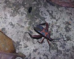 Laminiceps sumptuosus