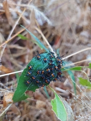 Euthyrhynchus floridanus