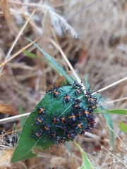 Euthyrhynchus floridanus