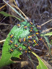 Euthyrhynchus floridanus