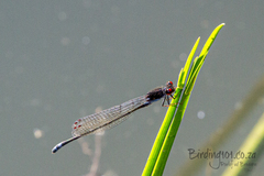 Pseudagrion hamoni