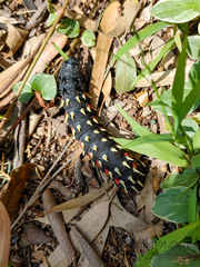 Bunaea alcinoe